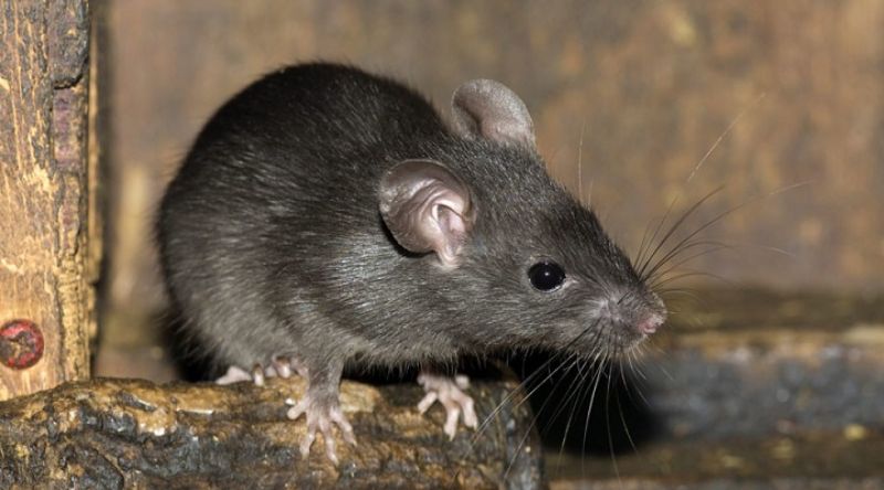 Nhiều điều rủi ro khi mơ thấy chuột nhắt