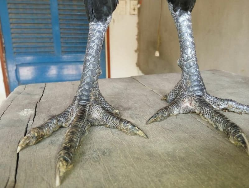 Gà chân chì là giống gà chọi có chân màu xám, màu chì