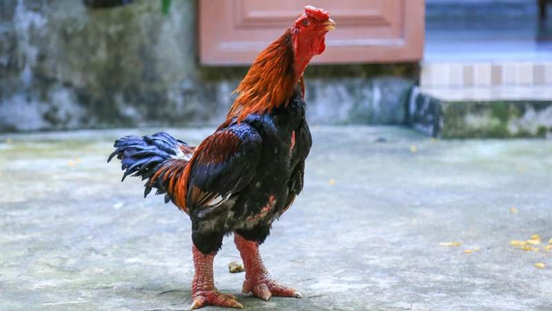 Giống gà đặc biệt quý hiếm của Việt Nam