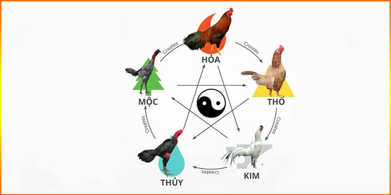 Màu mạng gà đại diện cho một trong năm nguyên tố cơ bản theo triết học phương Đông