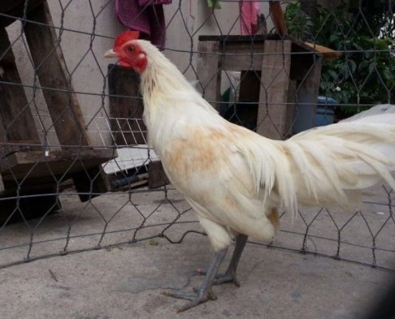 Gà nhạn chân chì là loại gà có chân có màu chì đen đặc trưng