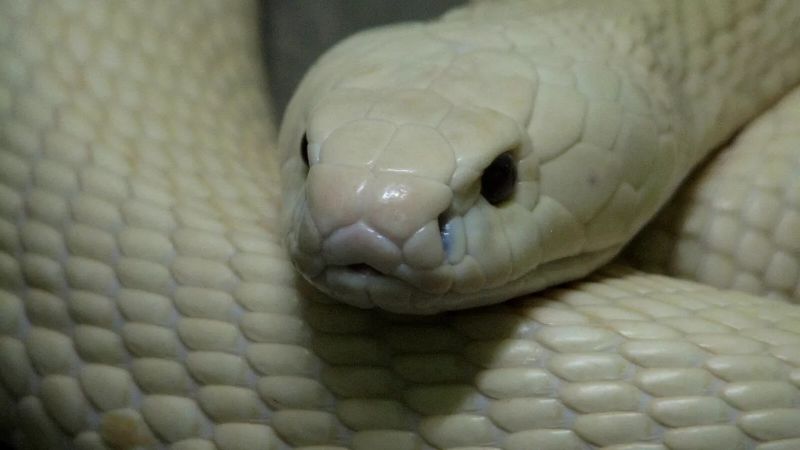 Trong triết học phong thủy, loài rắn mang ý nghĩa sâu sắc
