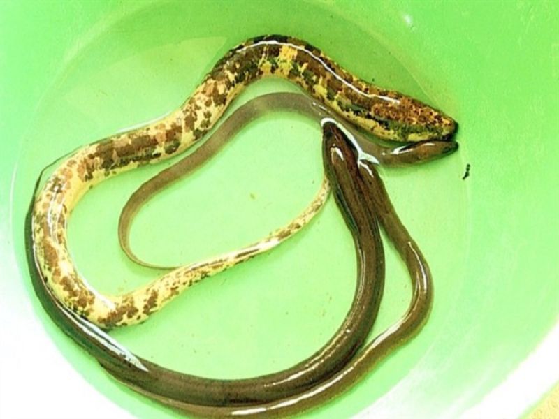 Mộng thấy lươn và rắn là điềm báo xấu