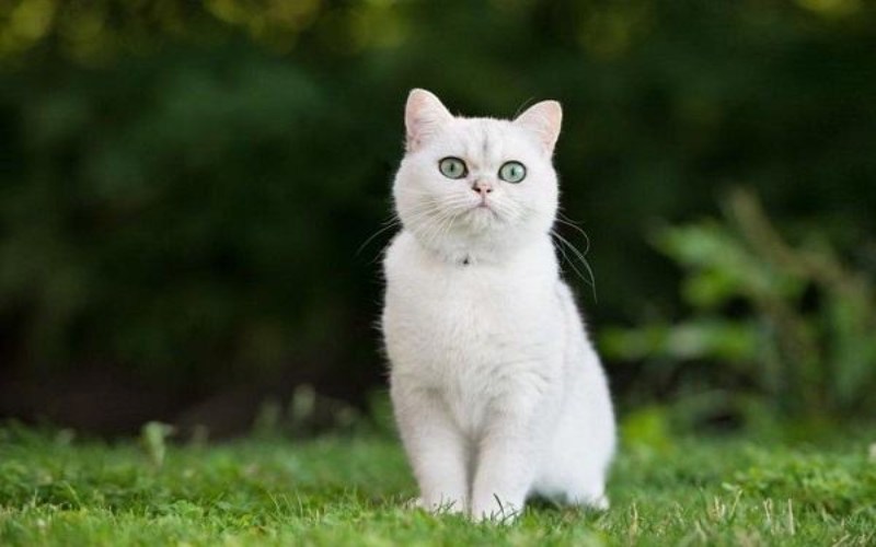Nằm mộng thấy chú mèo trắng dễ thương