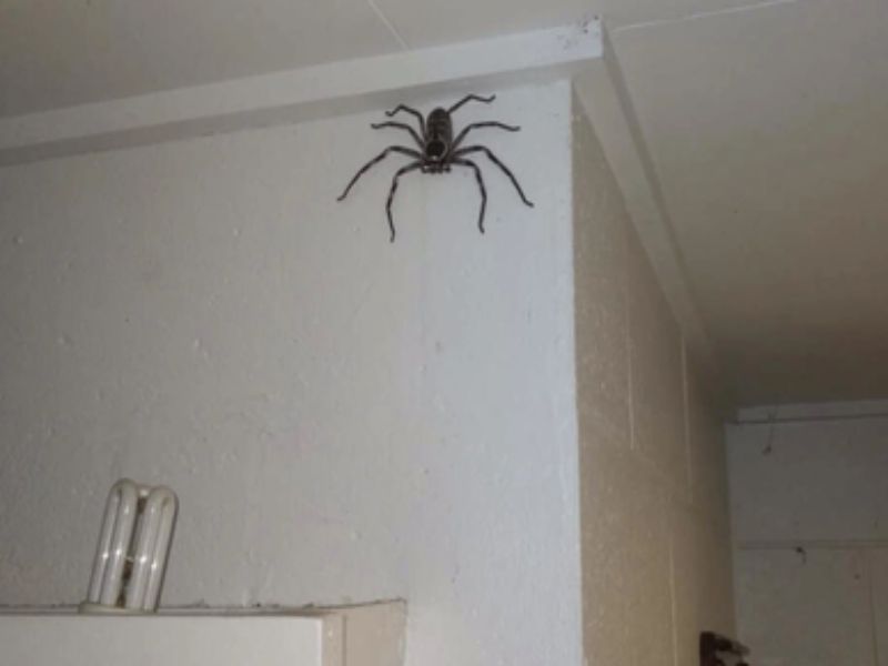 Ý nghĩa giấc mơ thấy con nhện trên bờ tường