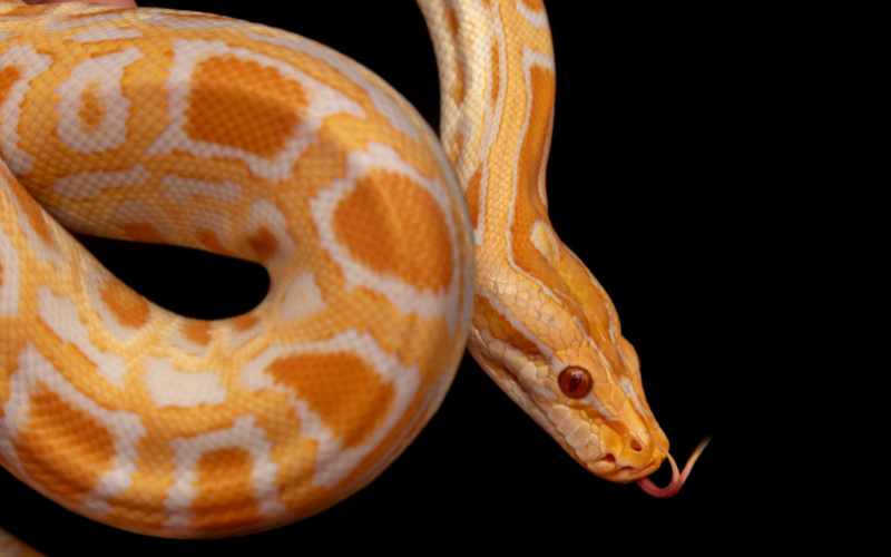 Mơ thấy con rắn màu vàng có phải điềm may mắn không?