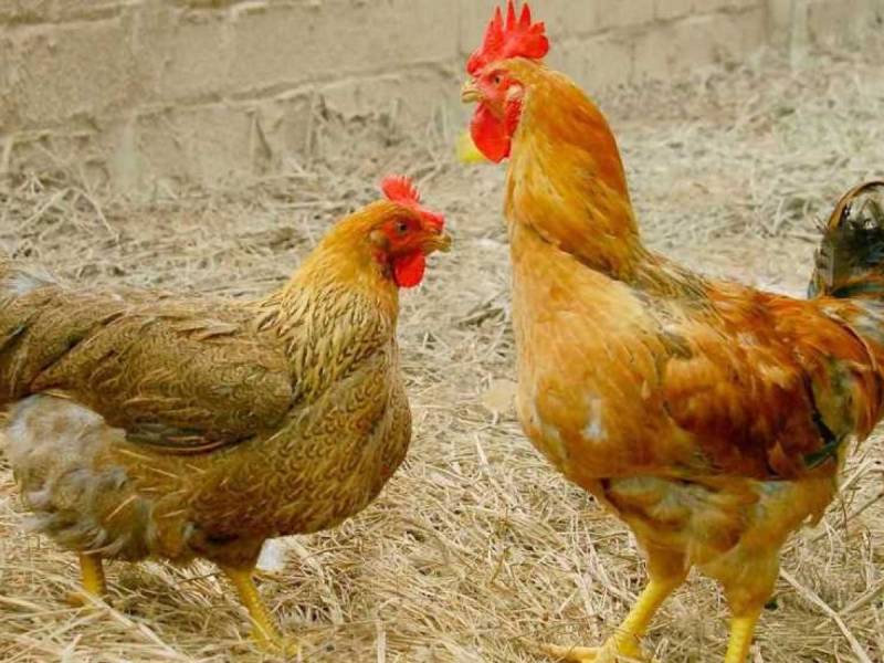 Phương pháp phòng bệnh ecoli hiệu quả nhất ở gà