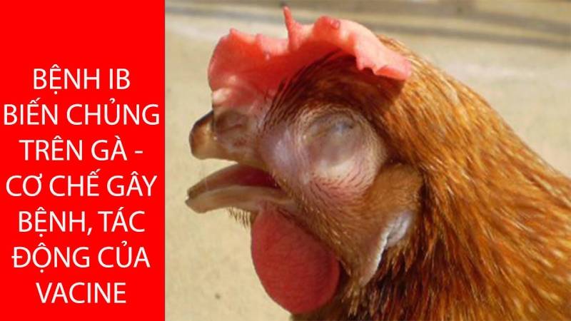 Tìm hiểu về bệnh ib ở gà