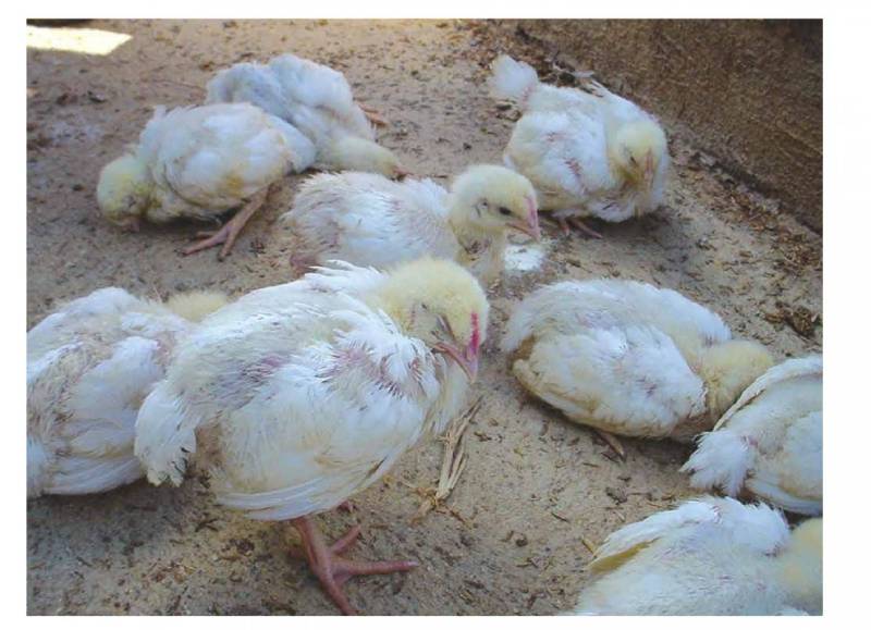 Tìm hiểu các cách phòng chống bệnh thương hàn cho gà
