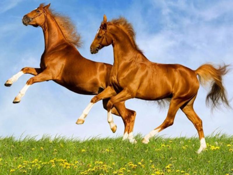 Mơ thấy con ngựa nên đánh số nào dễ trúng giải?