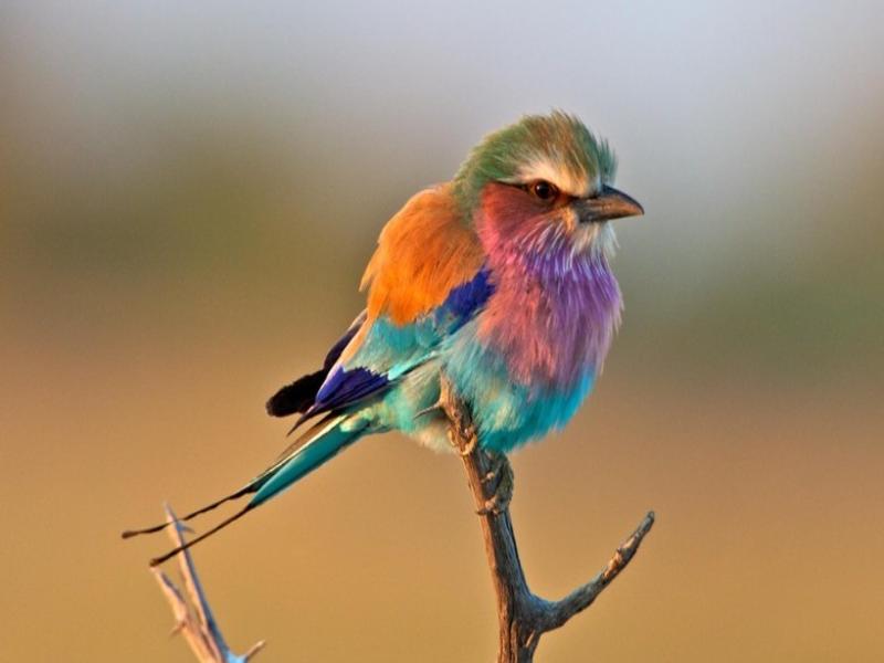 Giấc mơ thấy con chim nhiều màu sắc mang đến may mắn