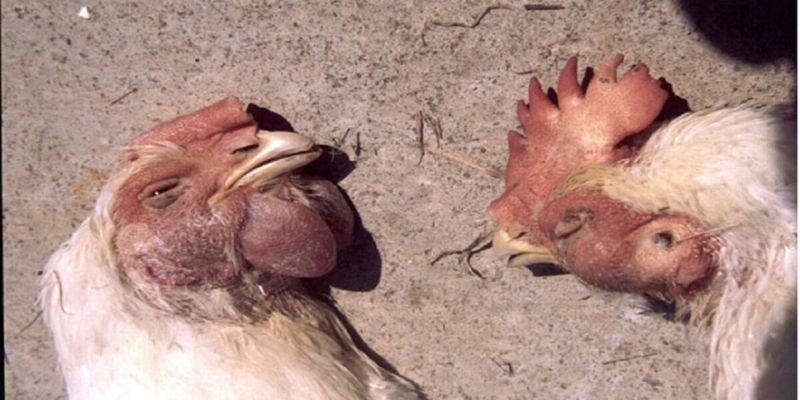 Bệnh tụ huyết trùng ở gà có mức tỷ vong cao