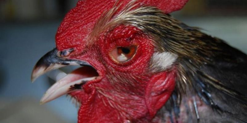 Bệnh sưng mắt ở gà rất phổ biến